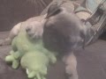 videos de Pug AKC Fawn for sale !! Cutie Pie