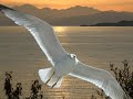 Ohrid by Ohrulli (Sibel Can --- Eski Toprak)