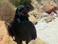 raven beach realization
