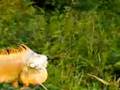 videos de Iguana Verde (Iguanidae) Reptiles