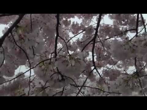 2012 Cherry Blossoms