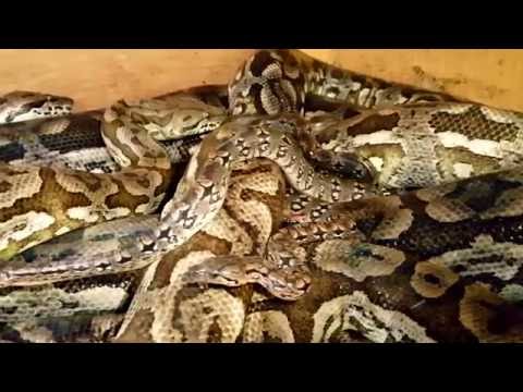 YouTube reptile video