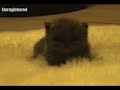 Blue Persian Kitten - First Steps - 1 Month Old Blue Persian Kitten - First Steps - 1 Month Old