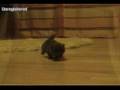 Blue Persian Kitten - First Steps - 1 Month Old