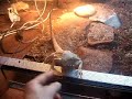 Mysz vs. Agama Brodata