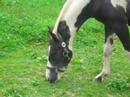 Pintostute "Sheron" und Shettywallach "Racker"
