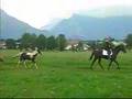 Pintostute Sheron und Shettywallach Racker