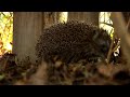 Igel im Herbst  / Hedgehogs at autumn