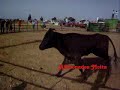 Especial Largada de Toiros Sarilhos Grandes (Montijo) 2008: