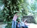 my frend tryin out da tarzan act..