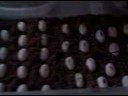 lotts of eggs