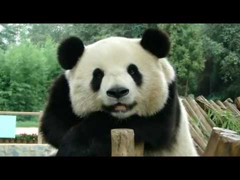 lazy panda - Watch this cute lazy panda in a zoo, dont you just want to snuggle it? :D.