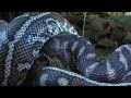 Snake eats possum Snake eats possum
