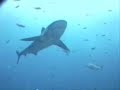 Liveaboard diving Phuket Thailand & Mergui Myanmar (Burma)