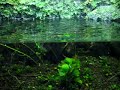 Paludarium and Killifish (Pp.Normanni)