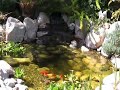 Backyard Goldfish Pond