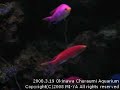 Okinawa Churaumi Aquarium 2nd (Clownfish, Emperor angelfish)