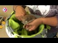 De Dierenkliniek