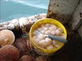 scallop fishing in the bay of fundy deer island