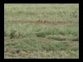Praire dog hunting with Zebu Cow blind