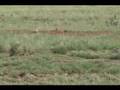 Praire dog hunting with Zebu Cow blind