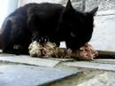 Cringer eating Cringer eating