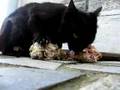 Cringer eating