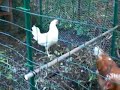 Backyard Chickens