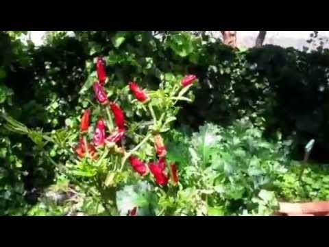 how to transplant acanthus
