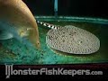 Golden Barramundi on Hikari Massivore Delight by neoprodigy