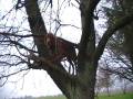 Hund SanDiego im Kirschbaum - 2008