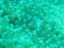 Anemone Shrimps