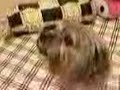 うたう犬動画
