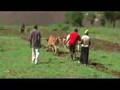 Orka i siew w Etiopii, Ploughing and Sowing in Ethiopia
