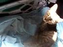 Ozma - finally adopted!