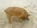 chiva vs stick chiva vs stick