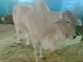 smazharm: Al-Noor cattle farm in karachi mandi...