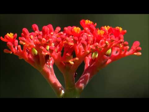 how to replant heliconias