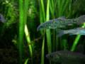 Common Barbel in fish tank / Flussbarbe im Aquarium [2/3]