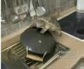 tortuga cegata
