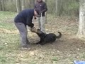 Police K9 Kutter vom Landesberg Police K9 Kutter vom Landesberg