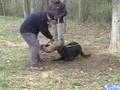 Police K9 Kutter vom Landesberg