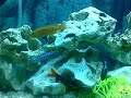 Meu Aquario - 04/08/09 