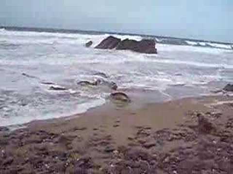 See video See video
