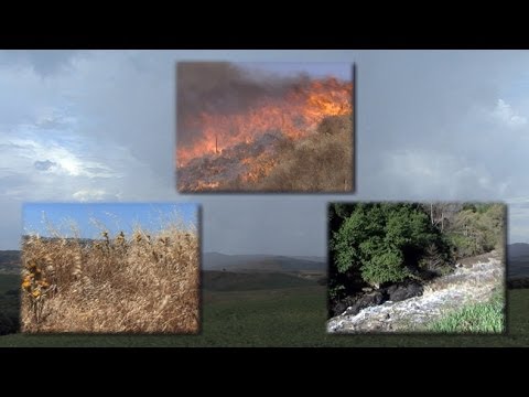 drought - Visit: http://www.uctv.tv/) Explore how the the nature of highly seasonal rainfall cycles and periodic fires create conditions that have shaped Mediterranea...