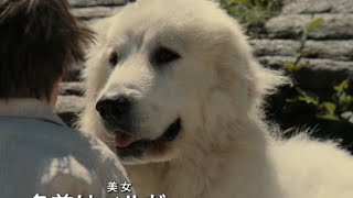 映画『ベル＆セバスチャン』予告編