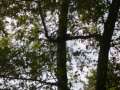 Squirrel DRAMA!!!