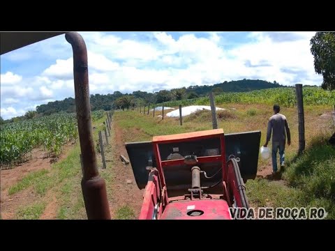 jogando ureia NO MILHO ja grande