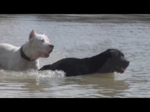 dogo argentino
