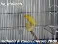 ( 1 ) malinois canari moroco 2008 ( 1 ) malinois canari moroco 2008
